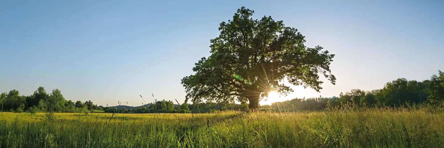 Baum inmitten eines Feldes bei strahlender Sonne
