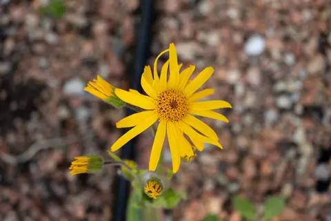 Arnika im Garten - © Schwabe Austria