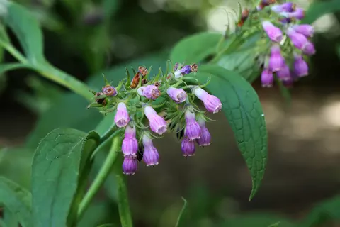 Beinwell im Garten - © Schwabe Austria