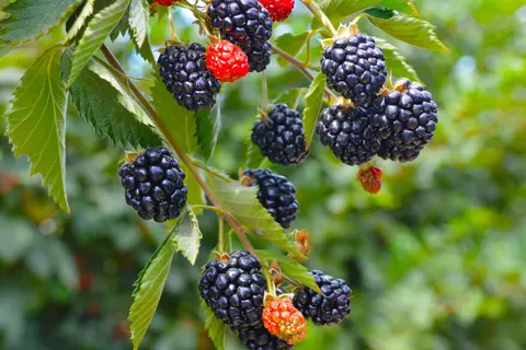 Brombeere Phytoblog - © Canva