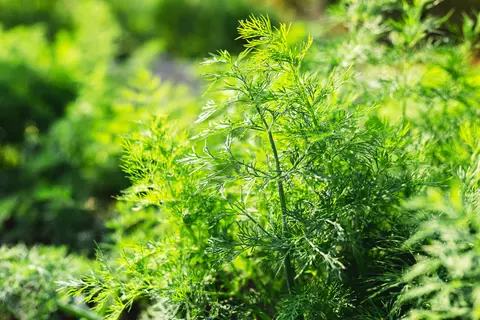 Dille Phytoblog - © Beton Studio/stock.adobe.com