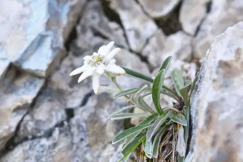 Edelweiß-Phytoblog