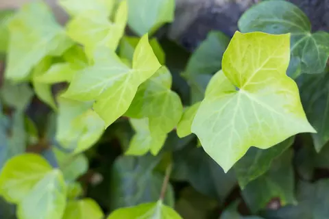 Efeu Phytoblog - © Canva