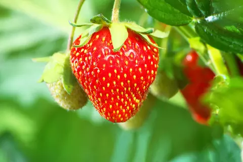 Erdbeere Phytoblog - © Canva