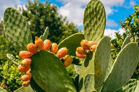 Feigenkaktus Phytoblog - © Canva