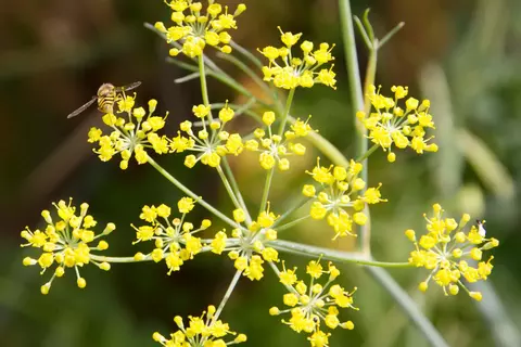 Fenchel im Garten - © Canva
