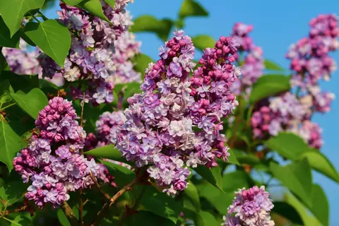 Flieder Phytoblog - © Canva