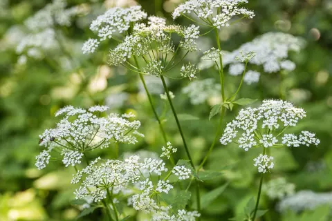 Giersch Phytoblog - © Canva