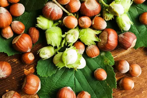 Haselnuss Phytoblog - © Canva