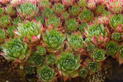 Hauswurz Phytoblog - © Canva 