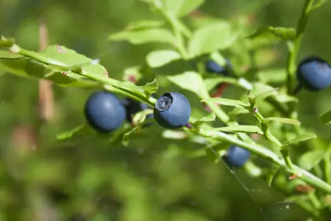 Heidelbeere im Garten - © Canva