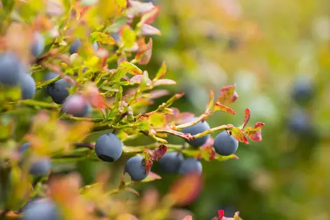Heidelbeere Phytoblog - © Canva