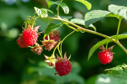 Himbeere im Garten - © Canva
