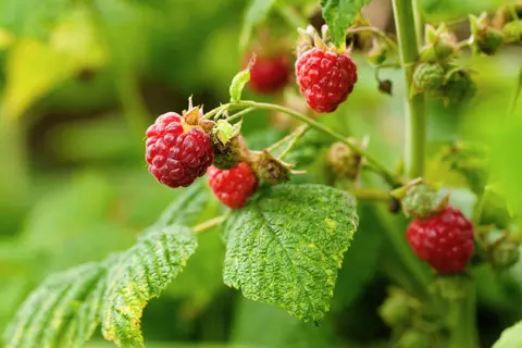 Himbeere Phytoblog - © Canva