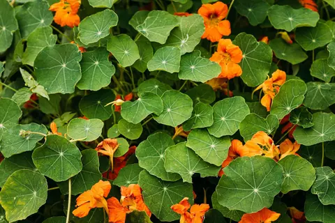 Kapuzinerkresse Phytoblog - © Canva