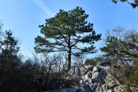 Kiefer Phytoblog - © Canva