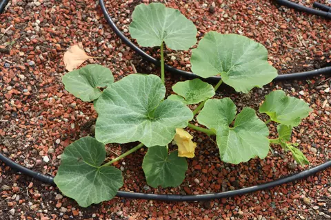 Kürbis im Garten - © Schwabe Austria