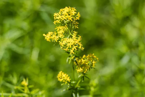 Labkraut im Garten - © Schwabe Austria