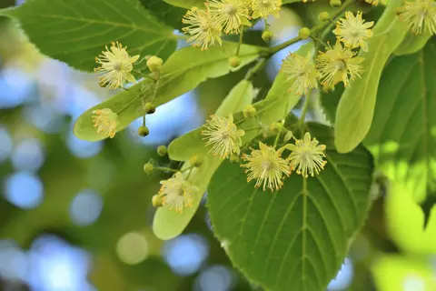 Linde Phytoblog - © Canva