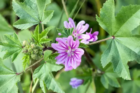 Malve Phytoblog - © Canva