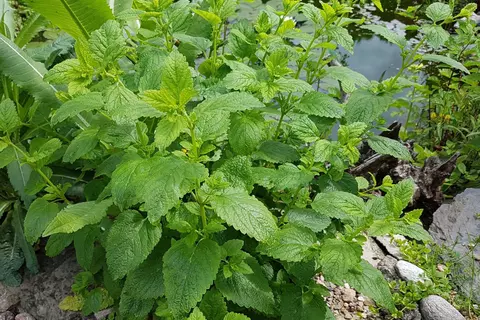 Melisse Phytoblog - © Canva