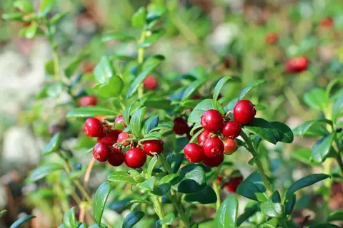Preiselbeere Phytoblog - © Canva