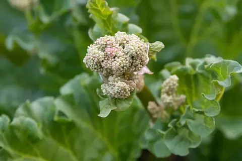 Rhabarber im Garten - © Canva
