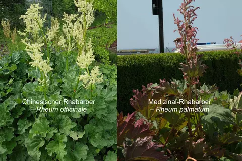 Rhabarber Phytoblog - © Canva