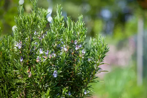 Rosmarin Phytoblog - © Alexander Limbach/stock.adobe.com
