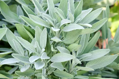 Salbei Phytoblog - © Canva