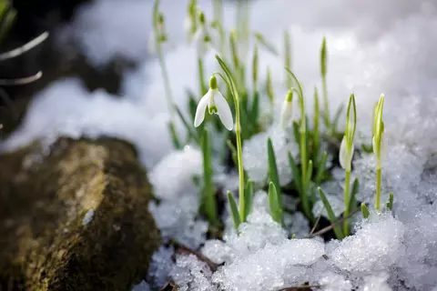 Schneeglöckchen Phytoblog - © Susann Bausbach/stock.adobe.com