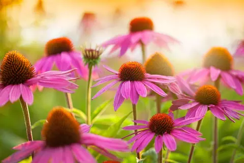 Sonnenhut Phytoblog - © Canva