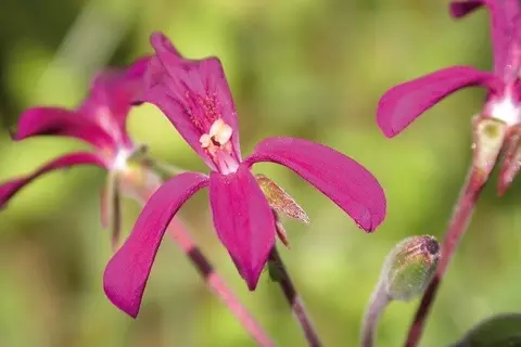 Kapland Pelargonie Phytoblog – © Schwabe