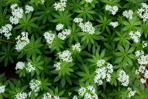 Waldmeister Arzneipflanzengarten - © Schwabe Austria