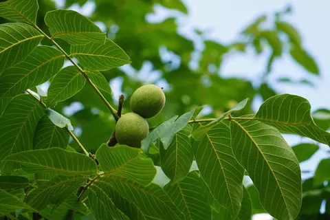 Walnuss Phytoblog - © Canva