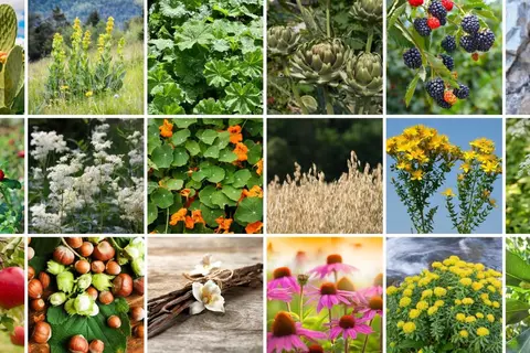 Phytoblog von Dr. Fritz Gamerith, Schwabe Austria - © Canva