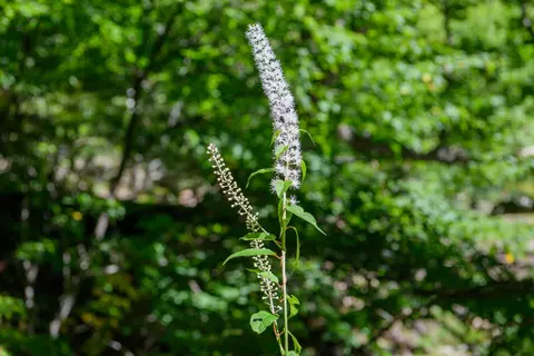Traubensilberkerze Phytoblog - © Canva