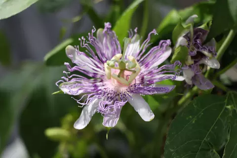 Passionsblume im Garten - © Schwabe Austria