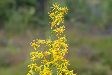 Goldrute Phytoblog