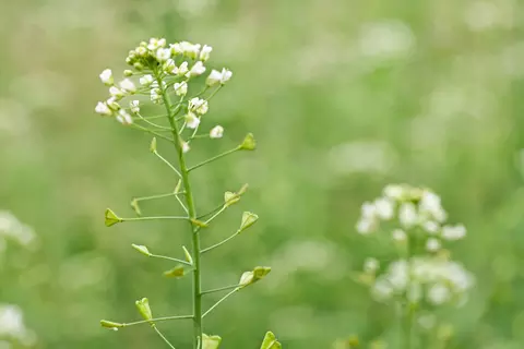 Hirtentäschel Phytoblog