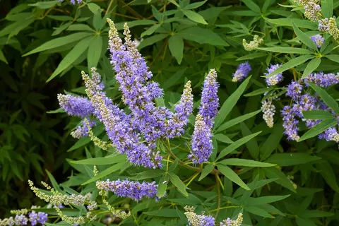Mönchspfeffer Phytoblog - © Canva