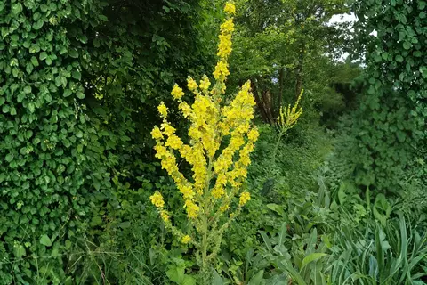 Königskerze Phytoblog - © Canva + AI