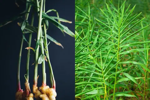 Ingwer Phytoblog - © Canva