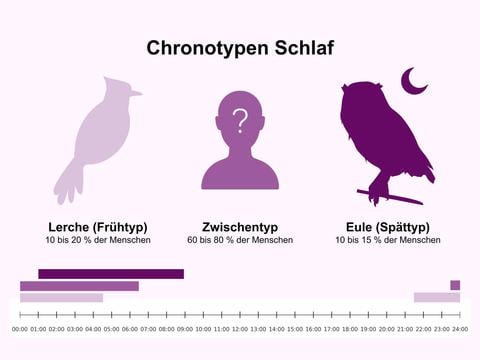 Die 3 Chronotypen und ihre Schlafenszeiten – © Canva