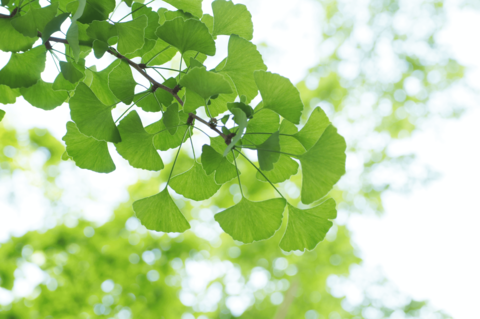 Ginkgo: Erfahren Sie mehr über seine positive Wirkung als Heilpflanze - © hiromi8787/stock.adobe.com