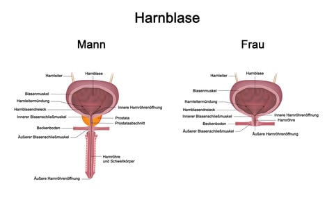 Harnblase: Überblick über die Anatomie von Mann und Frau - © Alila Medical Media/stock.adobe.com