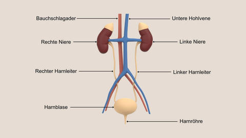 Harnleiter: Befördert Harn aus den Nieren in die Blase - © Canva