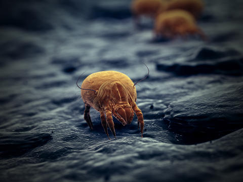 Hausstauballergie: Symptome und Tipps – ©SciePro/stock.adobe.com