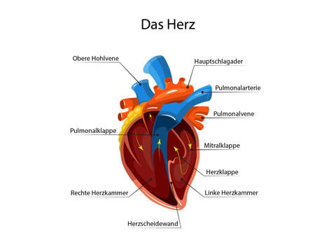 Herz: Aufbau des Herzens - © MicroOne/stock.adobe.com_adaptiert