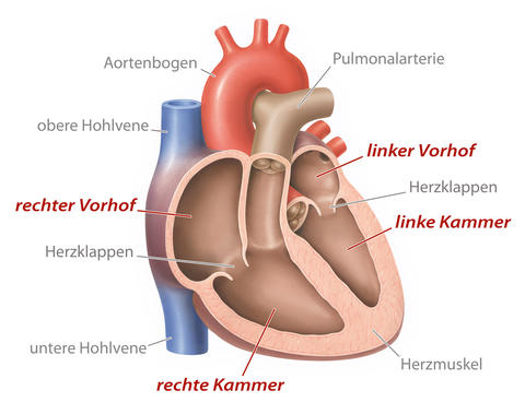 Herzkrankheiten: Aufbau des Herzens - © lom123/stock.adobe.com